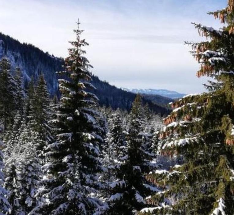 Jelka Apartmani Jahorina Extérieur photo